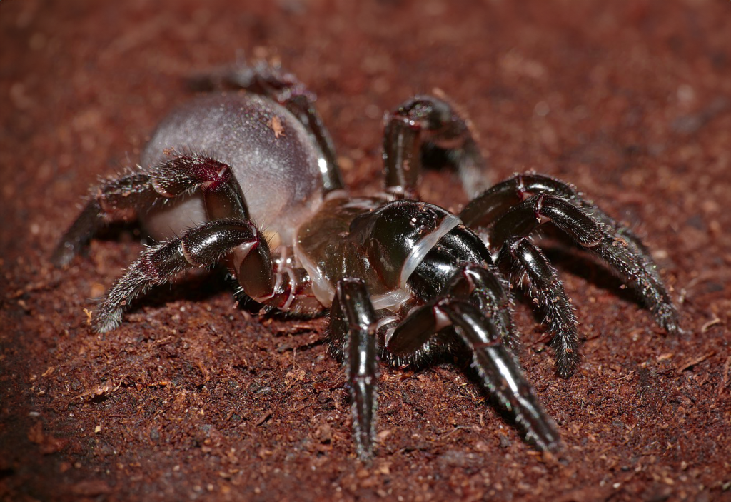 Araignées dangereuse Corse