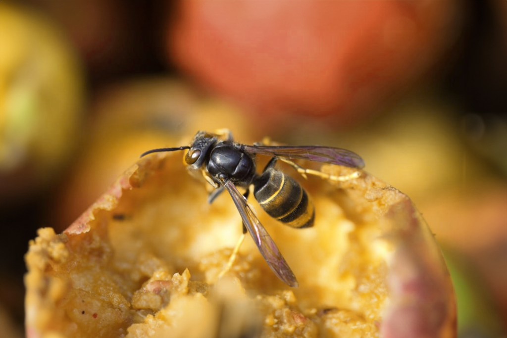 Frelon Asiatique Corse