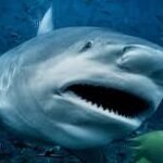 Requin à Madagascar