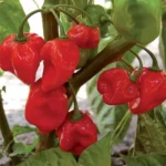 Fruit en H (habanero)