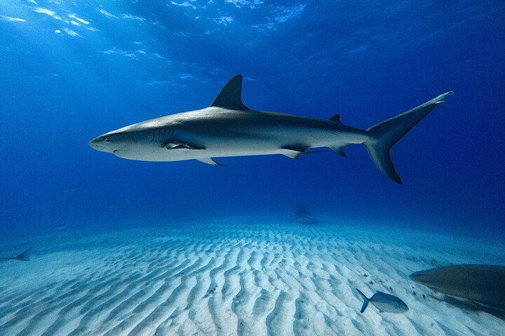 Comment les attaques de requins au Brésil sont elles réparties géographiquement