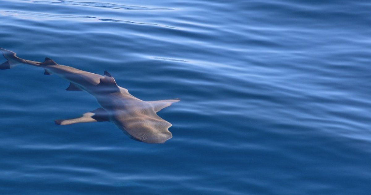 Comment prévenir la présence de requins à proximité des plages