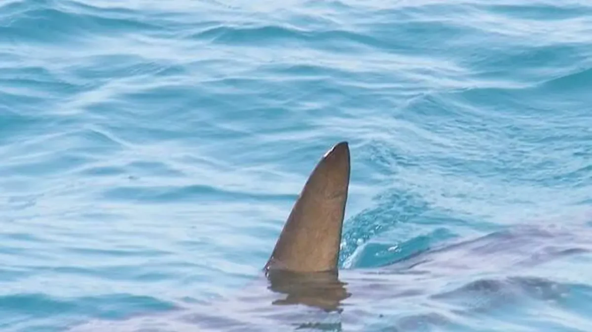 Les plages de l’Hérault sont elles souvent visitées par des requins
