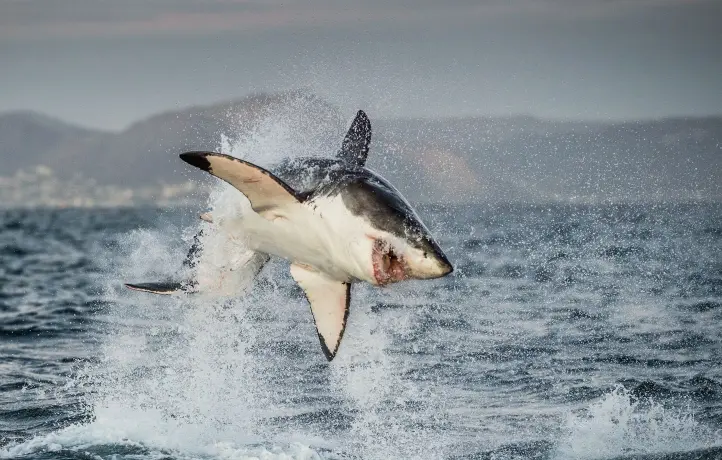Où se trouve le requin blanc en France 1