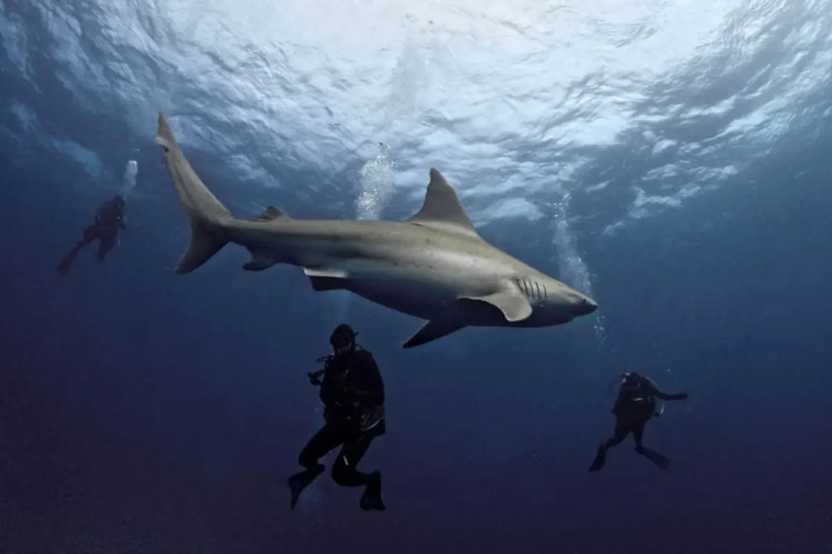 Pourquoi les requins blancs sont ils rares en Méditerranée