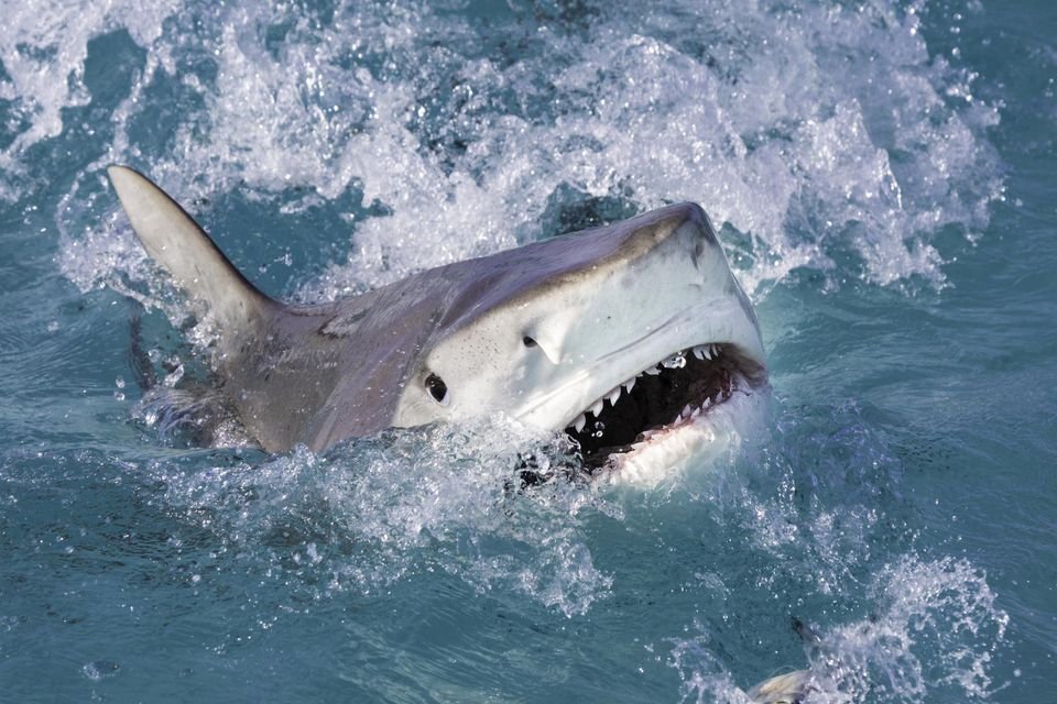 causes des attaques de requins à La Réunion