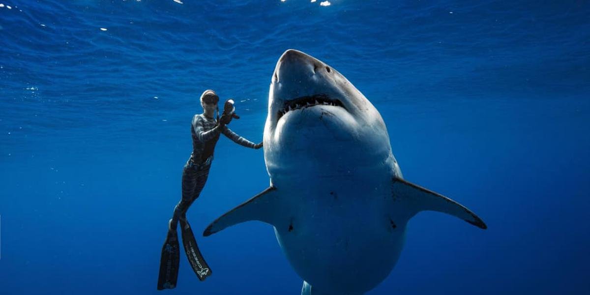 les mesures de sécurité pour éviter les attaques de requins en Égypte