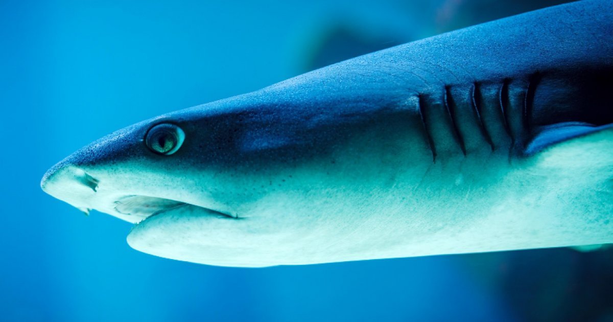 requin serignan plage