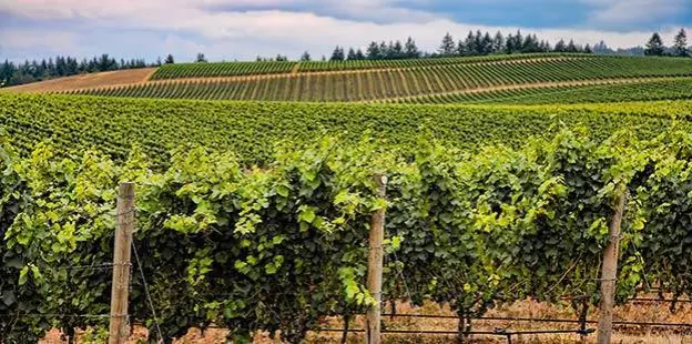 Découvrez le vignoble du Mâconnais