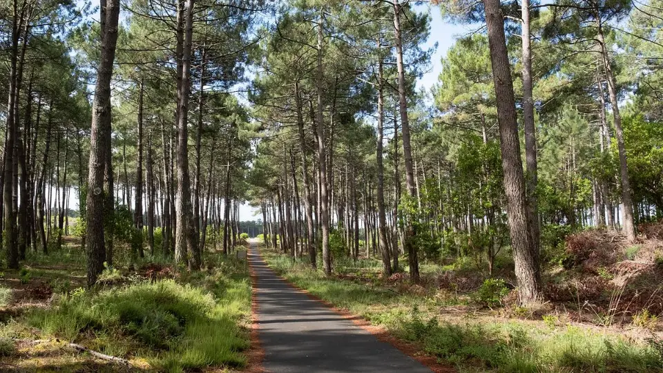Se balader dans la forêt des Landes