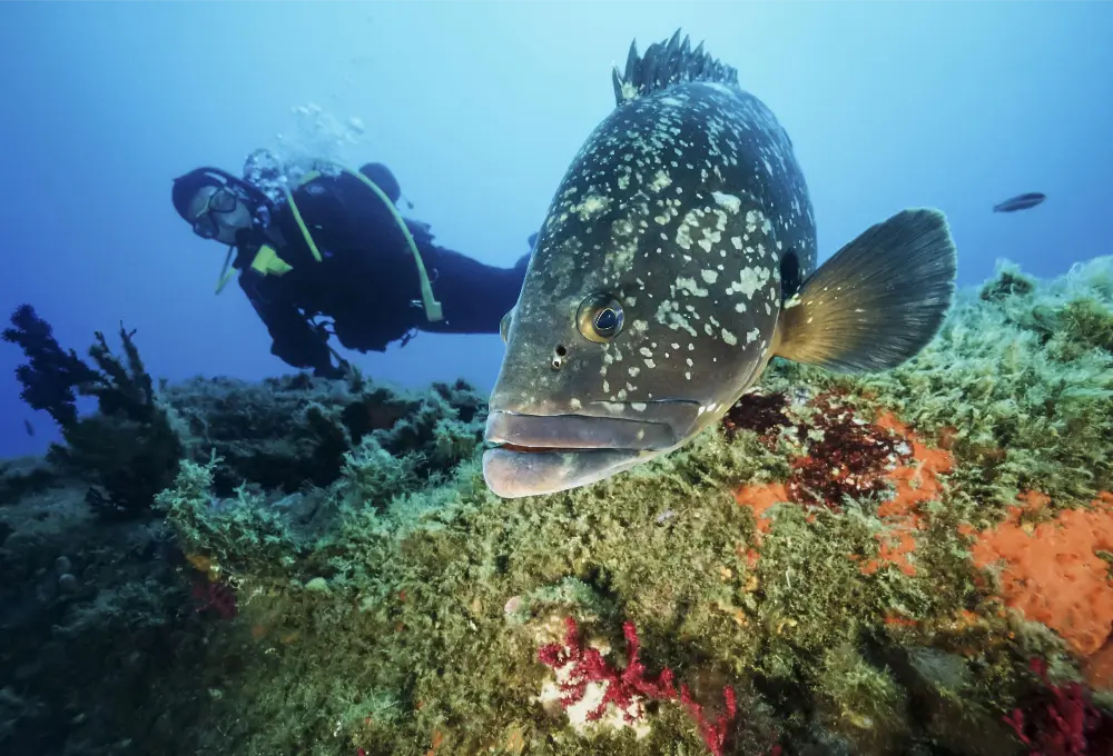fonds marins en plongée sous marine à Calvi