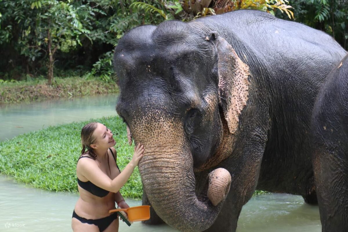 éléphants dans un sanctuaire éthique à krabi