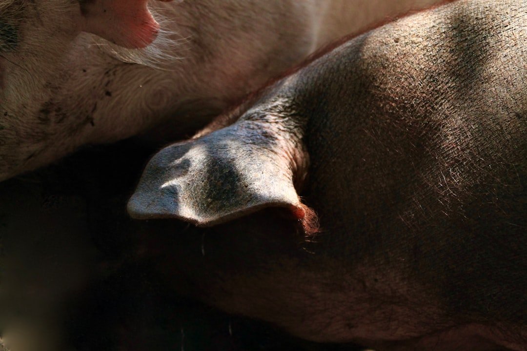 découvrez tout sur le pork collar : une coupe de viande de porc savoureuse et tendre, idéale pour vos grillades et recettes gourmandes.