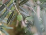 découvrez les meilleures méthodes pour conserver les olives fraîches tout en préservant leur saveur et leur texture. guide complet pour la conservation des olives maison.