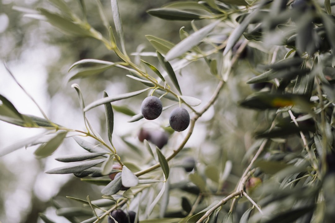 découvrez les meilleures méthodes pour conserver les olives fraîches et leur saveur incomparable. guide pratique pour la conservation des olives maison.