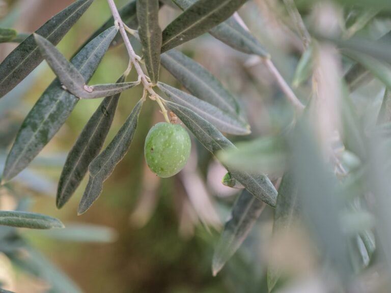 découvrez les meilleures méthodes pour conserver les olives fraîches tout en préservant leur saveur et leur texture. guide complet pour la conservation des olives maison.