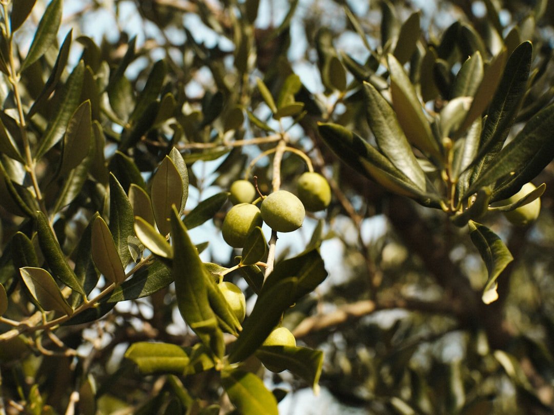 découvrez les méthodes efficaces d'extraction de l'huile d'olive, de la récolte à la production, pour obtenir une huile de qualité supérieure.