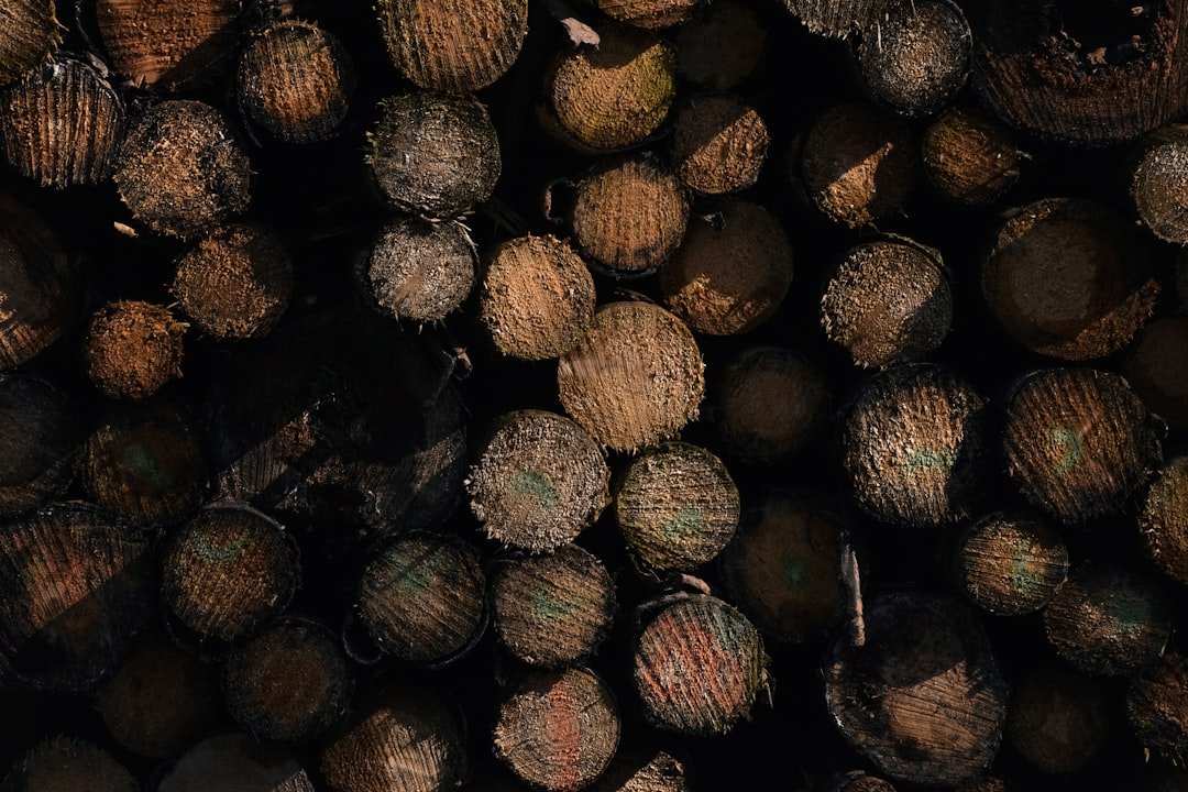 découvrez comment préparer des artichauts vapeur délicieusement tendres et savoureux, une recette saine et facile à réaliser pour accompagner vos plats.