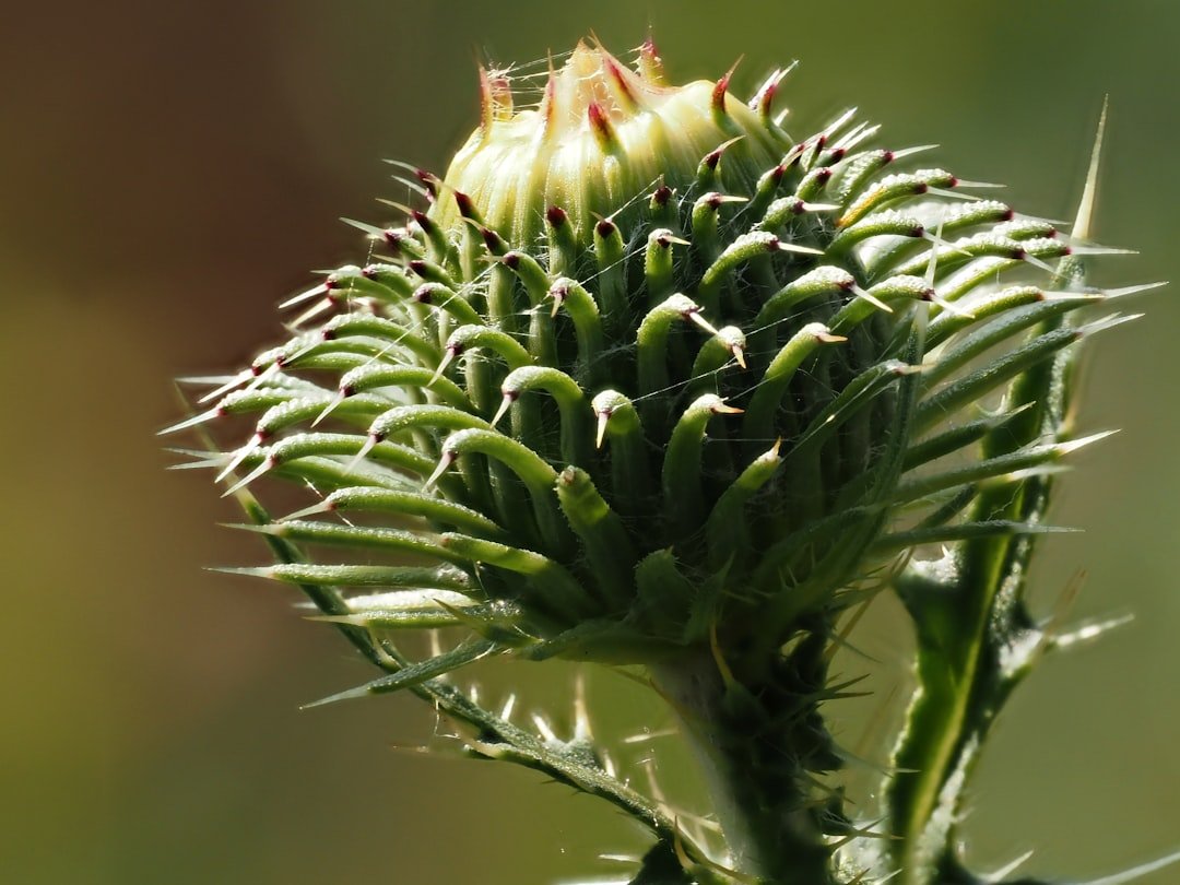 découvrez les meilleures méthodes pour conserver le thym frais et aromatique plus longtemps. astuces simples pour sécher, congeler et préserver votre thym maison.