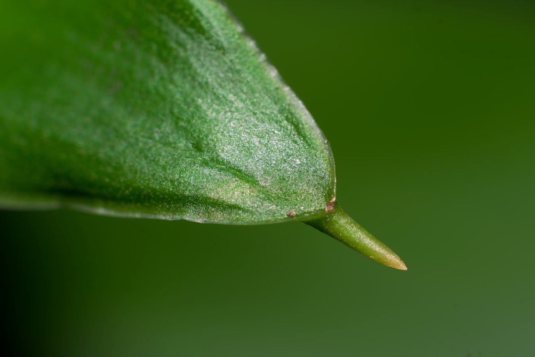 découvrez les meilleures méthodes pour conserver le thym frais et prolonger sa saveur grâce à nos astuces pratiques de préservation.