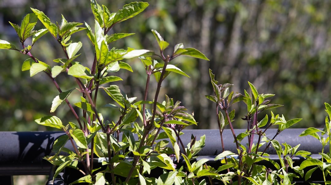 découvrez la fraîcheur authentique du basilic, une herbe aromatique essentielle pour sublimer vos plats et apporter une touche naturelle à vos recettes.