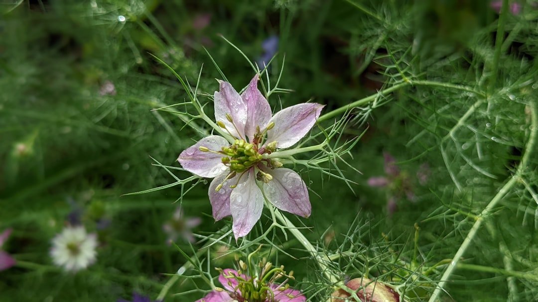découvrez le fenouil, une plante aromatique aux multiples bienfaits pour la santé et la cuisine, idéale pour rehausser vos plats avec une saveur délicate et anisée.