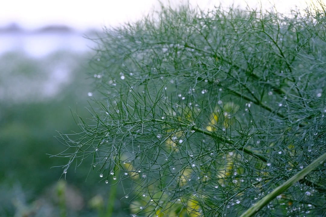 découvrez les bienfaits du fenouil, une plante aromatique aux vertus digestives et médicinales, parfaite pour agrémenter vos plats et votre bien-être.