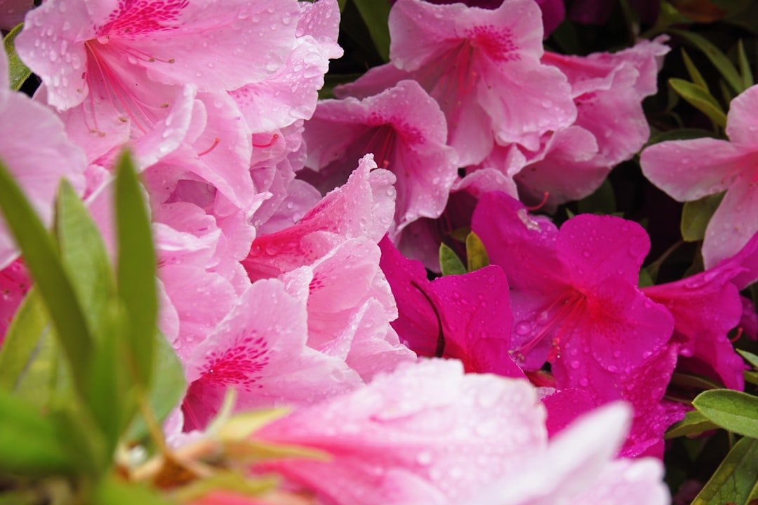 guide complet pour prendre soin des azalées d'intérieur : conseils d'arrosage, lumière, température et entretien pour une plante en bonne santé toute l'année.