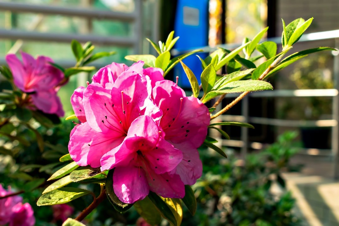 découvrez comment prendre soin des azalées d'intérieur pour les garder en pleine santé avec nos conseils d'arrosage, de lumière et d'entretien adaptés.