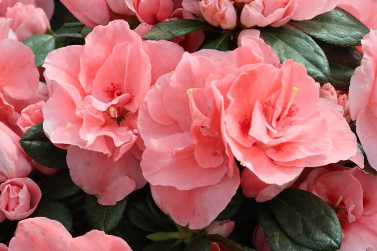 découvrez nos conseils essentiels pour prendre soin de votre azalée d'intérieur et la garder belle et florissante toute l'année.