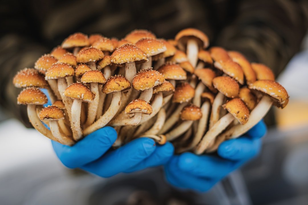 découvrez les champignons pleurotes, délicieux et nutritifs, parfaits pour enrichir vos recettes avec une touche savoureuse et saine.