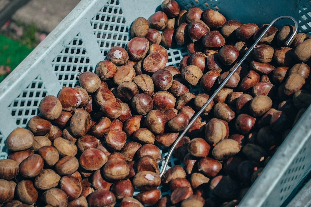 découvrez comment préserver la saveur authentique de la châtaigne grâce à des méthodes simples et efficaces pour profiter pleinement de son goût unique.