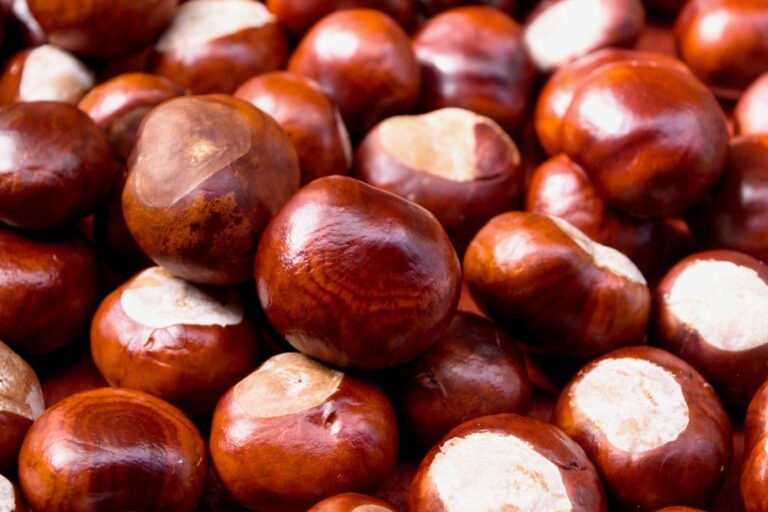 découvrez comment préserver la saveur authentique de la châtaigne grâce à nos conseils et techniques simples pour un goût naturel et délicieux.