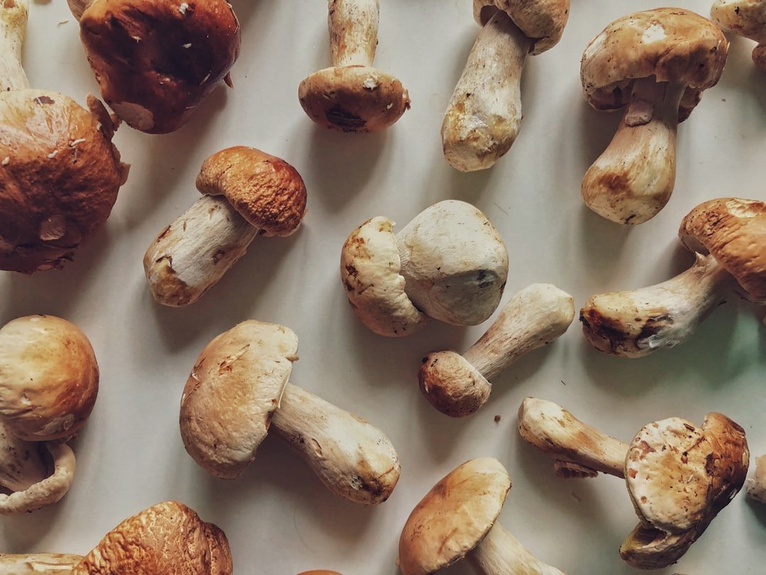 découvrez les meilleures méthodes pour préserver les cèpes frais et profiter de leur saveur toute l'année.