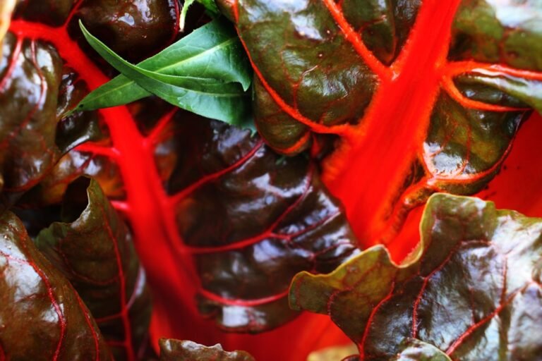 découvrez une délicieuse recette de bette à carde suisse, facile à préparer et pleine de saveurs pour un repas sain et gourmand.