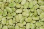 découvrez les fèves, riches en protéines et en fibres, idéales pour des recettes saines et savoureuses.