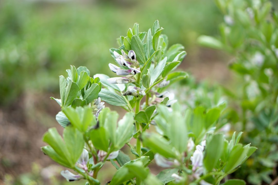 découvrez les bienfaits des fèves, aussi appelées broad beans, une légumineuse riche en protéines et fibres, idéale pour une alimentation saine et variée.