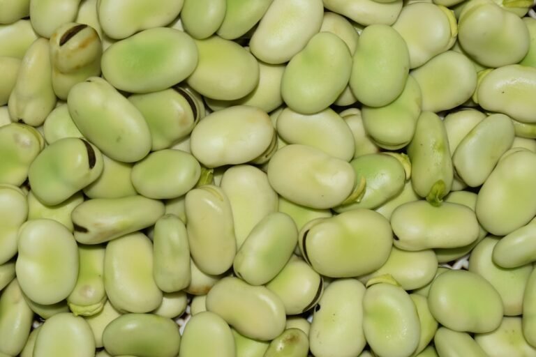 découvrez les fèves, riches en protéines et en fibres, idéales pour des recettes saines et savoureuses.