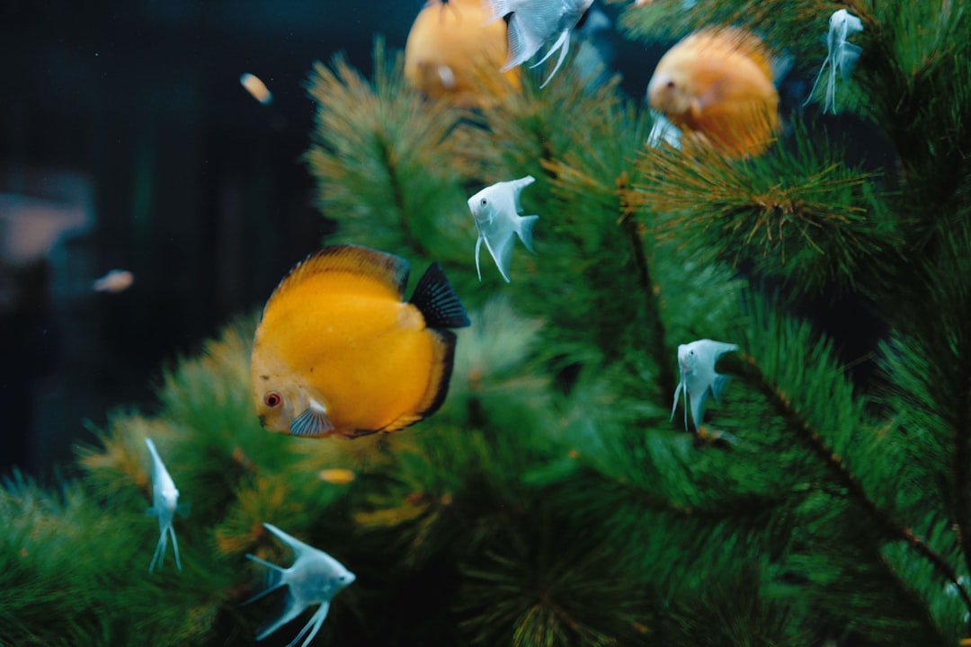 découvrez notre sélection spéciale de poissons de noël, frais et savoureux, parfaits pour vos repas festifs et vos fêtes de fin d'année.