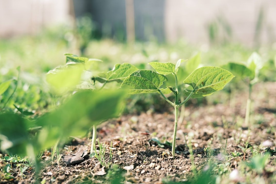 découvrez nos haricots verts frais et croquants, idéals pour vos recettes saines et savoureuses. profitez de la saison pour cuisiner facilement des plats délicieux et nutritifs.