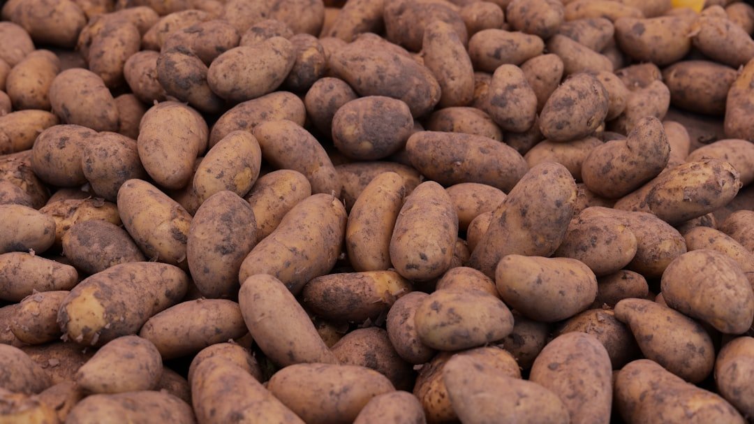 conseils et astuces pour le stockage optimal des pommes de terre afin de préserver leur fraîcheur plus longtemps.
