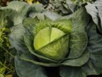 découvrez des recettes savoureuses et faciles à base de chou pour toutes les occasions. idées de plats sains et gourmands à essayer dès aujourd'hui !