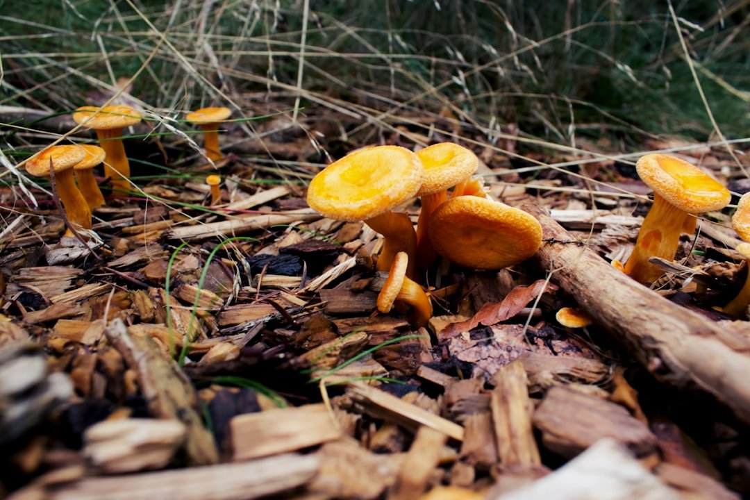découvrez comment nettoyer et cuisiner les chanterelles pour sublimer leur saveur délicate dans vos plats.