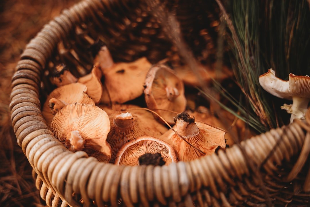découvrez comment nettoyer et cuisiner les chanterelles pour sublimer ce délicieux champignon dans vos plats.