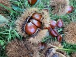 découvrez les bienfaits du peeling au marron d'inde, un soin naturel pour exfolier et revitaliser votre peau en douceur.