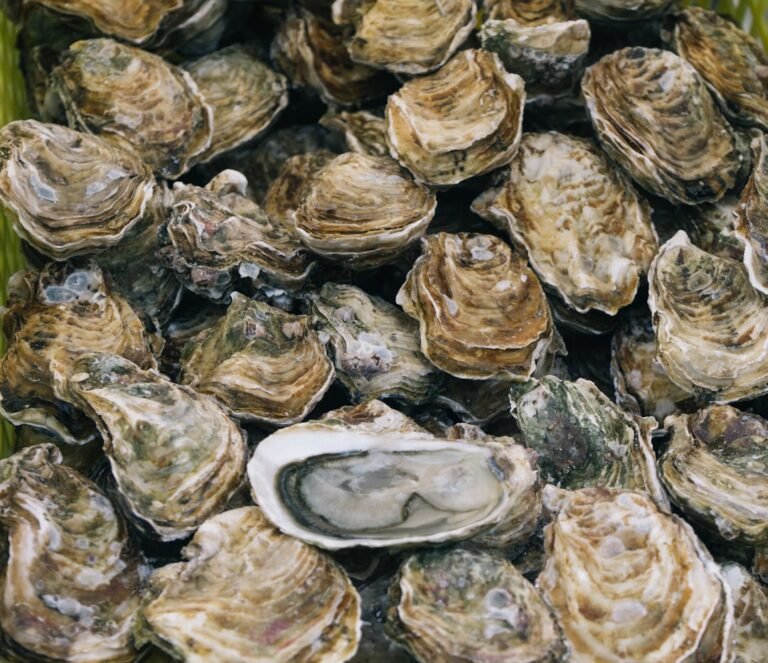 découvrez les méthodes essentielles pour la préservation des huîtres, garantissant leur fraîcheur et leur qualité optimale.