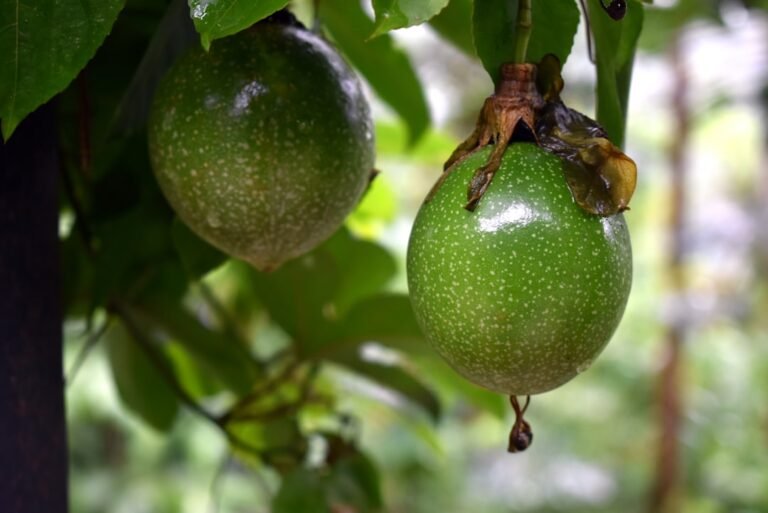 découvrez comment peler un fruit de la passion facilement et rapidement avec nos astuces simples pour profiter pleinement de sa saveur exotique.