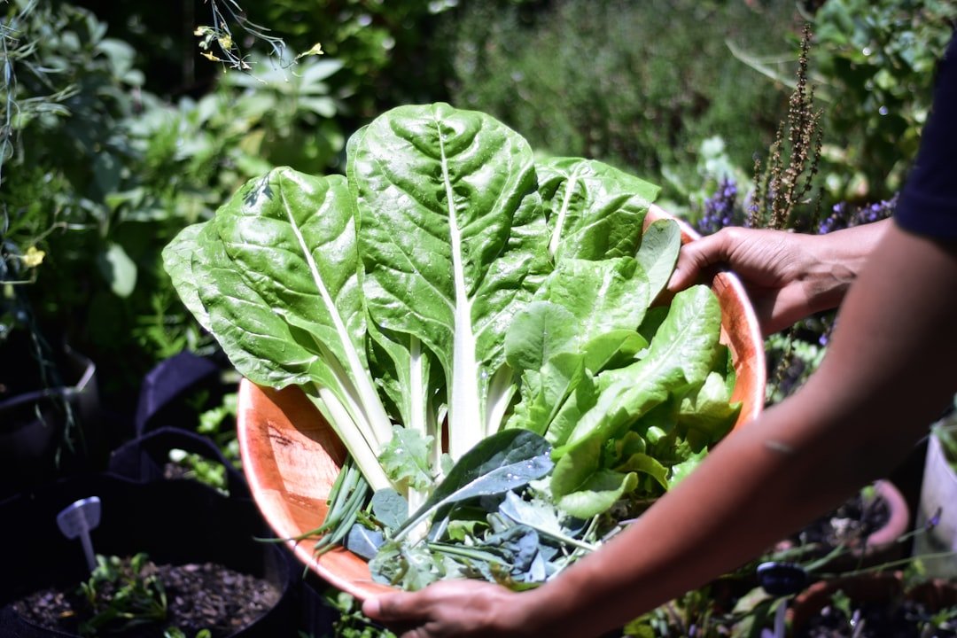 découvrez tout sur le chard : ses bienfaits, comment le cuisiner et des idées de recettes savoureuses avec ce légume-feuille riche en nutriments.