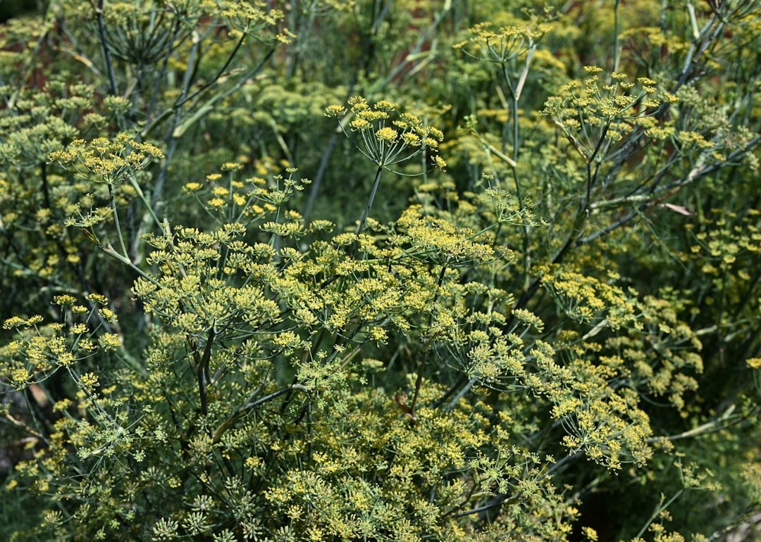 découvrez le fenouil, une plante aromatique aux multiples bienfaits pour la santé et la cuisine. utilisé en cuisine méditerranéenne, il apporte une saveur anisée unique et favorise la digestion.