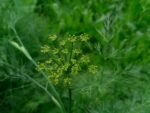 découvrez le fenouil, une plante aromatique aux multiples bienfaits pour la santé et la cuisine. apprenez à l'utiliser et à le cultiver facilement.